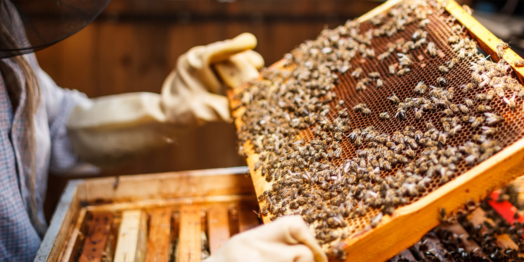 Започни бизнис со прозиводство на пчеларници